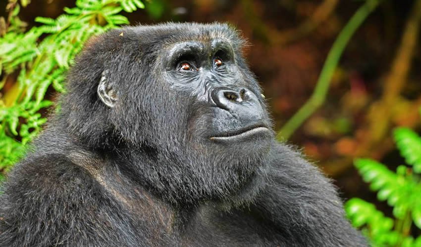 Gorilla trekking